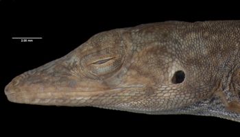 Media type: image;   Herpetology R-72043 Aspect: head lateral